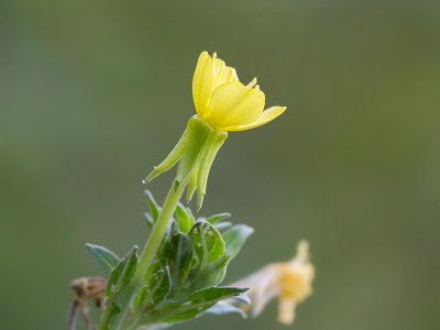 Oake's Evening-primrose