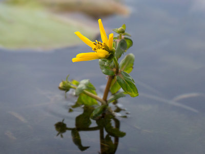 Beck's Water Marigold