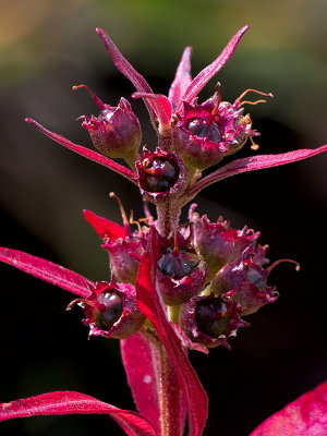 Swamp Loosestrife