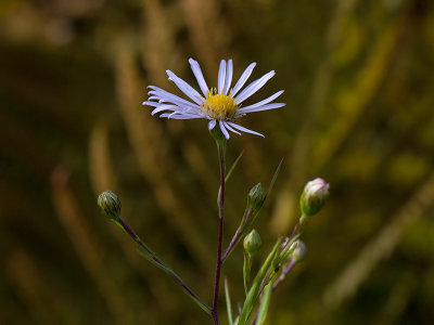 Rush Aster