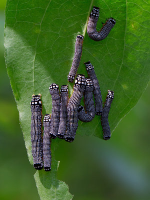 Turbulent Phosphila Moth Caterpillars