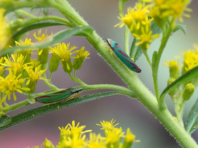 Red-banded Leafhoppers