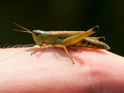 Grasshopper on My Finger