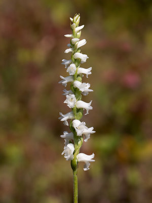 Nodding Ladies-tresses Orchid