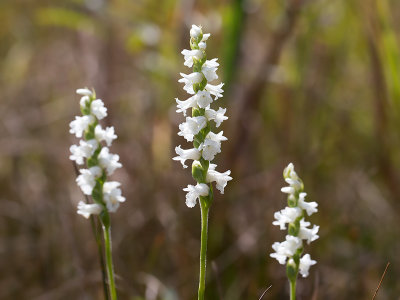 Nodding Ladies'-tresses Orchid