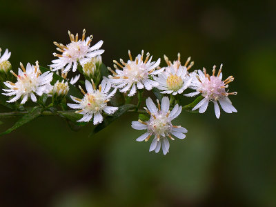 Calico Aster