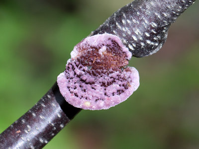 Silverleaf Fungus