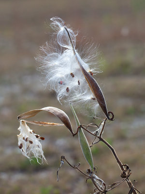 Butterflyweed Seeds