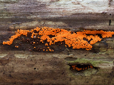 Yellow-fuzz Cone Slime Mold