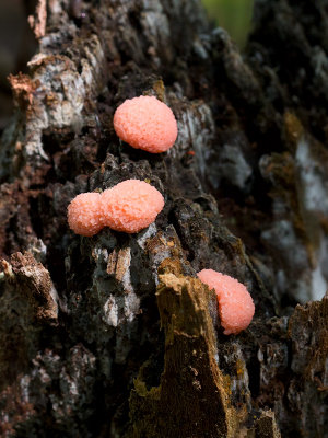 Red Raspberry Slime Mold