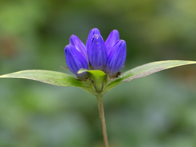 Bottle Gentian