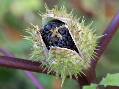 Jimsonweed Seeds