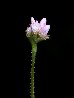 Arrow-Leaved Tearthumb