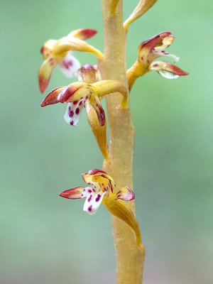 Spotted Coralroot Orchid