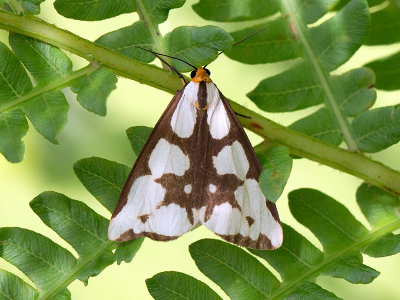 Confused Haploa Moth