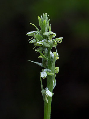 Huron Green Orchid