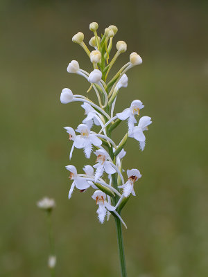 White-fringed Orchid