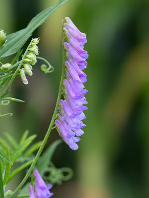 Cow Vetch