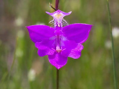 Grass Pink Orchid