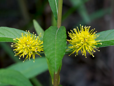 Tufted Loosestrife