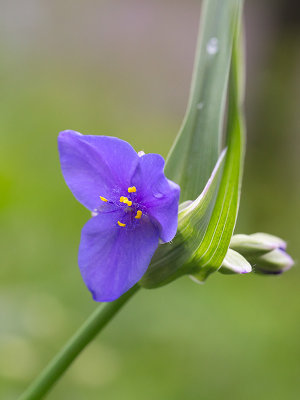 Ohio Spiderwort