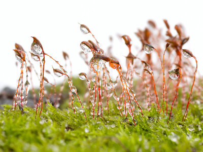Moss with Ice Drops