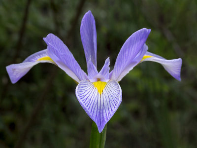 Southern Blue Flag Iris