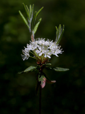 Labrador Tea