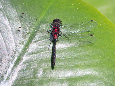 Crimson-ringed Whiteface Dragonfly