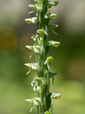 Huron Green Orchid