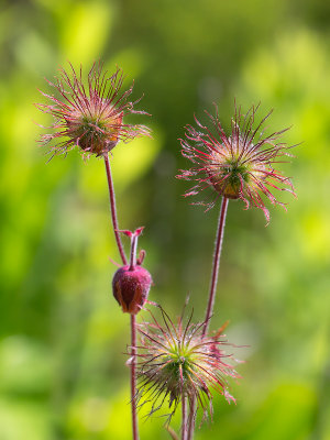 Water Avens