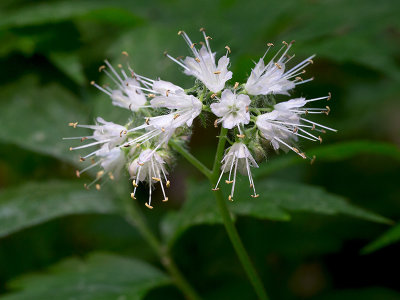 Virginia Waterleaf