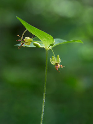 Indian Cucumber Root