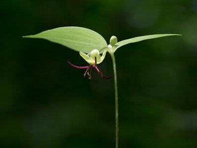 Indian Cucumber Root