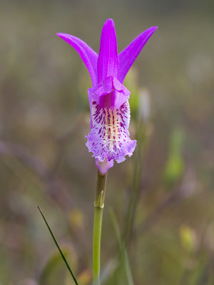 Arethusa Orchid