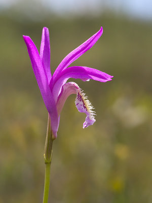 Arethusa Orchid