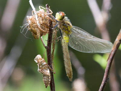 Teneral Whiteface Dragonfly