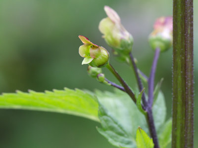 Figwort