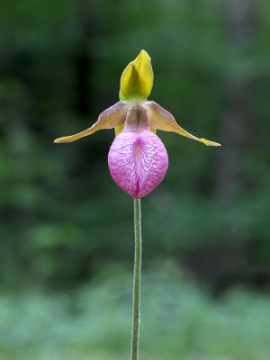 Pink Lady's Slipper Orchid