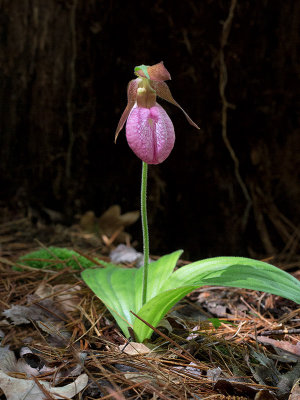 Pink Ladys Slipper