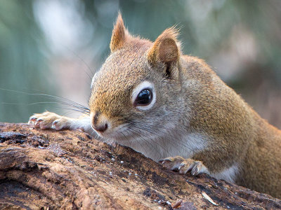 Red Squirrel