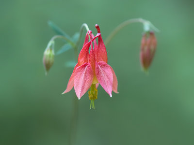 Columbine