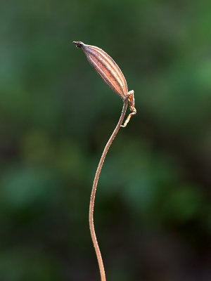 Pink Ladys Slipper Orchid Seedpod