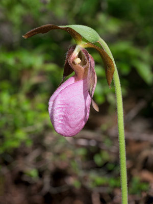 Pink Lady's Slipper Orchid