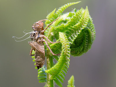 Dragonfly Exuvia on Cinnamon Fern Frond