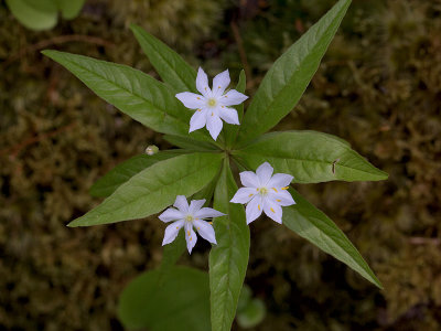 Starflower