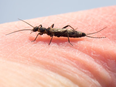 Small Winter Stonefly on My Finger