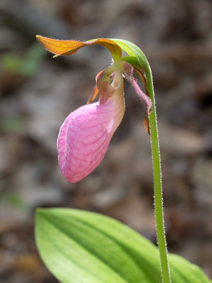Pink Lady's Slipper Orchid