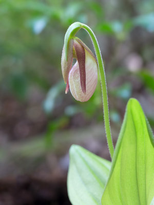 Pink Lady's Slipper Orchid