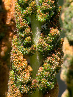 Cinnamon Fern Fertile Frond